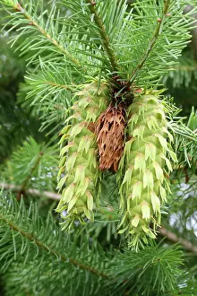 Cone Prints: Douglas Fir (Pseudotsuga menziesii)