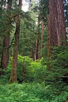 Timber Prints: Douglas fir trees in old growth forest in Willamette National Forest