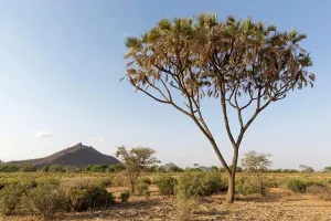 East Africa Prints: Doum Palm (Hyphaena coriacea) habit