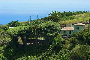Canary Islands Prints: Dragon trees on the north coast of La Palma, Canary Islands, Spain, Europe