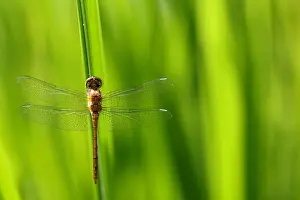Arthropod Prints: Dragonfly, golden yellow sympetrum or sympetrum flaveola, on a plant
