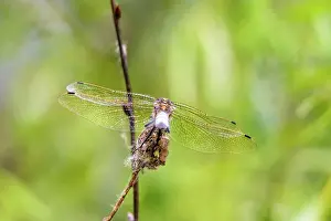 Nahaufnahme Prints: Dragonfly Wings A dragonfly is resting on a dry flower showing the details of transparent wings shining under