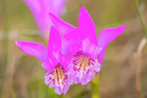 Population Prints: Dragon's mouth (Arethusa bulbosa) orchid