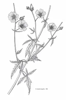 Overhead View Prints: Drawing of a Marsh-Mallow flower with Indian ink