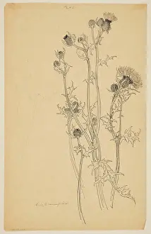Drawing Prints: Drawing, Study of Thistle Plants; Sophia L