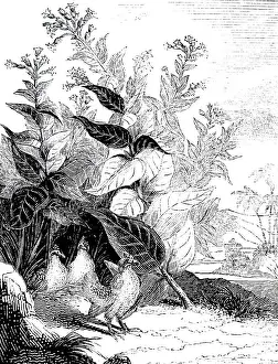 Australia Prints: Drawing of a tobacco plant; 1832