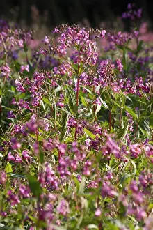 Blume Prints: Drazing or Indian jumping herb of throat or Indian jumping cabbage copyright: xzoonar
