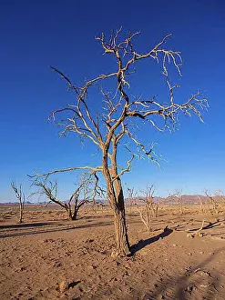 Dried Prints: Dried out camel thorn tree (Acacia erioloba) in Kulala Wilderness Reserve on the edge of the Namib Desert
