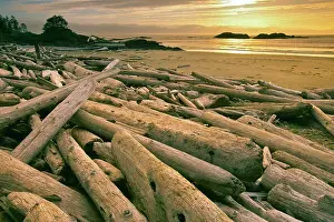Calm Prints: Driftwood on the beach, Pacific Rim National Park Reserve