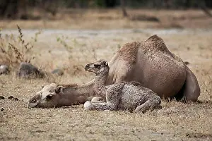 2 Animals Prints: Dromedary (Camelus dromedarius) with young, Dhofar, Oman, Asia
