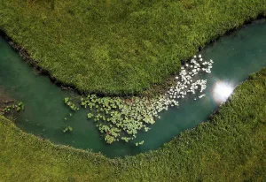 Aerial Prints: Drone view of water lilies growing in¶ÿZeller¶ÿAche river