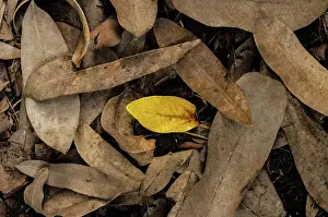 Dried Prints: Dry brown and yellow colors autumn leaves on the ground, grung texture