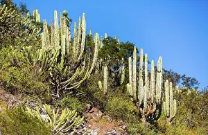 Mexico Prints: Dry Desert at daylight with cactuses insummer