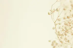 Bohemian Prints: Dry flower branch, soft focus background