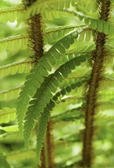 Softness Prints: Dryopteris wallichiana, Fern, Wallich's wood fern