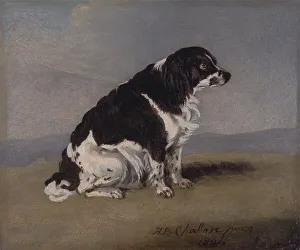 Animal Art Prints: Duchess York's Spaniel Henry Bernard Chalon 1771-1849