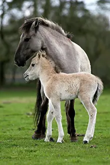 North Rhine Westphalia Prints: Duelmen pony, mother and foal, Dulmen, North Rhine-Westphalia, Germany, Europe