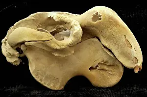 Afrasia Prints: Dugong Skull found on a beach in the UAE