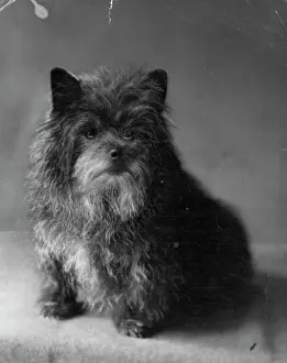 Monarchy Prints: The Duke of Windsor's little Grey Cairn Terrier