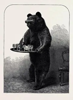 Engraved Image Prints: A DUMB WAITER BEAR SHOT BY LORD SUFFIELD IN RUSSIA DURING THE MARRIAGE FESTIVITIES OF THE DUKE OF EDINBURGH