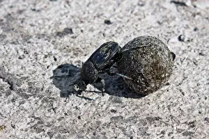 Dung or Scarab Beetle - Botswana