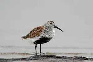 Wading Prints: Dunlin