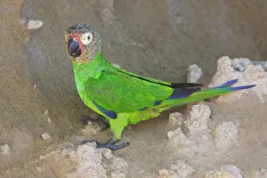 Ecuador Prints: Dusky_headed Parakeet Aratinga weddellii perched near a clay lick along the Napo River in Amazonian Ecuador