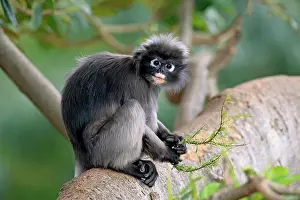 Tropical Prints: Dusky Leaf Monkey (Trachypithecus obscurus) adult