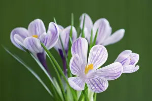 Pistil Prints: dutch crocus - blossoms, Crocus vernus