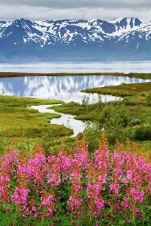 Locations Prints: Dwarf Fireweed (Epilobium latifolium or Chamerion latifolium) in Skjalfandi bay