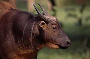 Herbivorous Prints: dwarf forest buffalo syncerus caffer nanus head detail