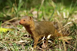 East Africa Prints: Dwarf Mongoose in the grass Masai Mara Kenya