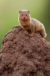 Carnivora Prints: Dwarf Mongoose (Mungos mungo) on termite mound