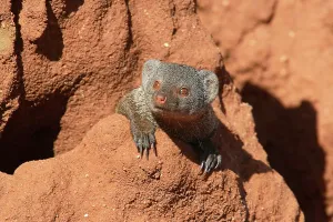 Mound Prints: dwarf mongoose at termite hill, Helogale undulata