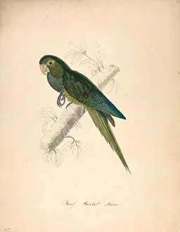 Black Ink Prints: Dwarf Parakeet Macaw Nineteenth Century Edward Lear
