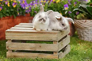 Adult Male Prints: Dwarf ram rabbits, kittens, 5 weeks