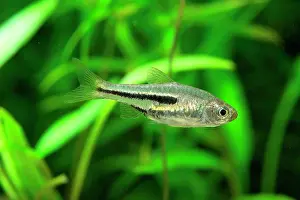 Submarine Photos Prints: Dwarf Rasbora (Trigonostigma somphongsi) in aquarium