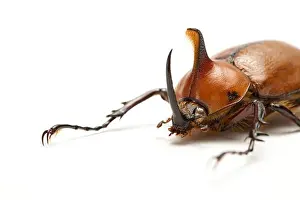 Single Animal Prints: Dynastidae, Beetle, Insect, Coleoptera, Golofa eacus
