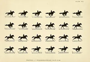1904 Prints: Eadweard Muybridge (American, born England)