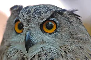 Close View Prints: Eagle owl ( bubo bubo ), portrait