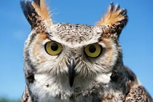 Draussen Prints: Eagle-owl Close up of an eagle owl with yellow eyes Copyright: xZoonar