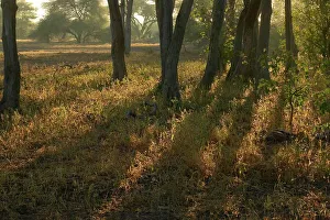 Mashatu Prints: Early morning bushveld scene. Northern Tuli Game Reserve