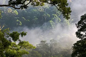 Island Of Borneo Prints: Early morning mist over the canopy at lowland rainforest