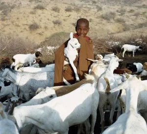 Kenyan Prints: In the early morning, a young Samburu girl takes a kid to its mother