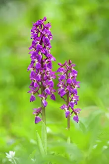 Somerset Prints: An Early Purple Orchid in flower at Milton Hill in the Mendip Hills Area of Outstanding Natural Beauty