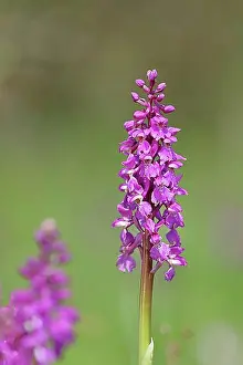 Hessia Prints: Early purple orchid (Orchis mascula), inflorescences in a meadow, Hesse, Germany, Europe