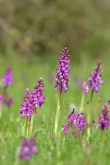Blossoms Prints: Early purple orchid (Orchis mascula), inflorescences in a meadow, Hesse, Germany, Europe