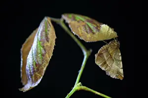Arthropod Prints: Early Thorn Moth (Selenia dentaria) adult