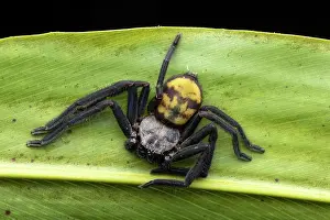 With Nobody Prints: East African huntsman spider (Damastes sp), Analamazaotra, Madagascar