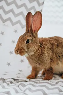 Bunny Prints: Easter bunny, hare in easter interior